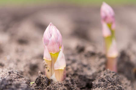 Asparagus on the fieldの写真素材
