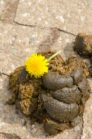 horse dungの写真素材