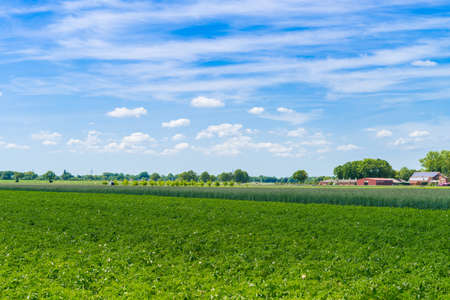 potato fieldの写真素材