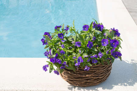 swimming pool and flowerの写真素材
