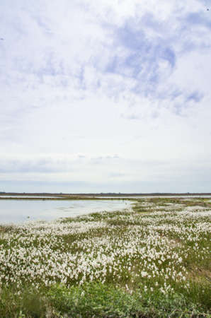 marshy landscape