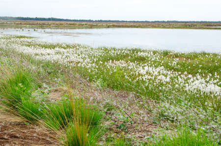 marshy landscapeの写真素材