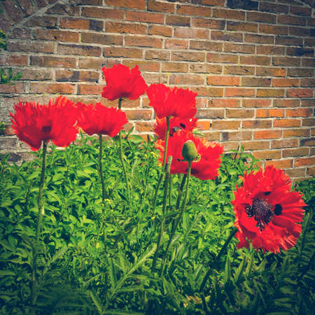 poppy blossom - vintage の写真素材