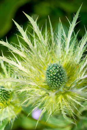 Carduus flower