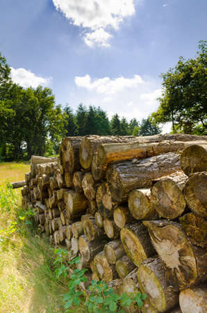 Saw round timber