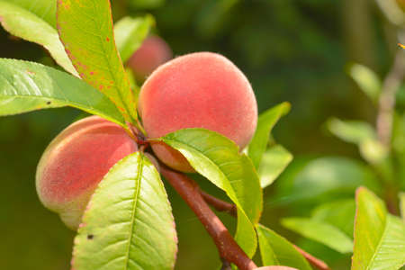 The peach, Prunus persica,の写真素材