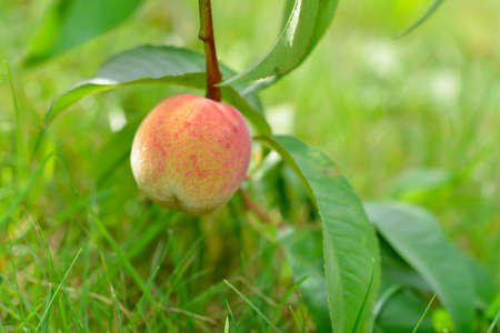 The peach, Prunus persica,の写真素材