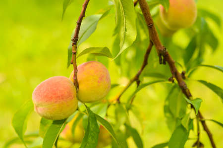 The peachの写真素材