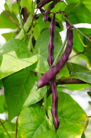 Pea