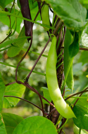 Pea