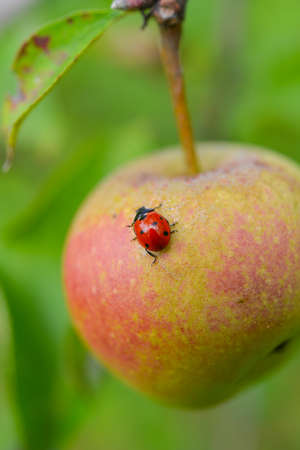  apple and ladybird の写真素材