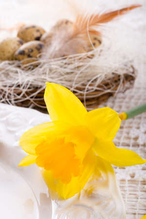 quail's eggsの写真素材