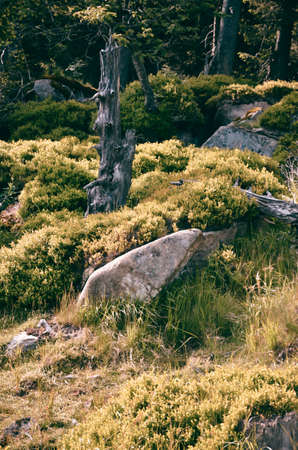 the Harz forest diebackの写真素材