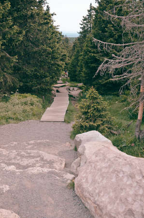 the Harz forest diebackの写真素材