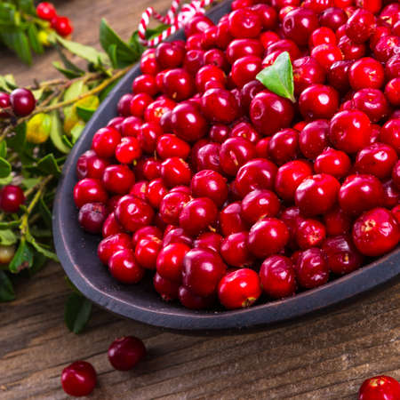 Lingonberriesの写真素材