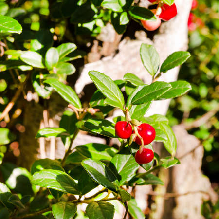 Lingonberriesの写真素材
