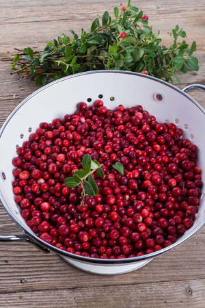 cranberries in a colanderの写真素材