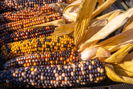 colorful cornの写真素材