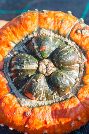 Turban squashの写真素材