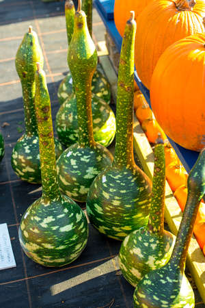 Calabashの写真素材