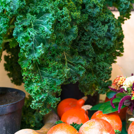 Oldenburg Kaleの写真素材