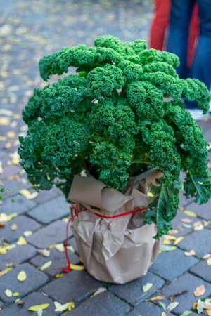 Oldenburg Kaleの写真素材