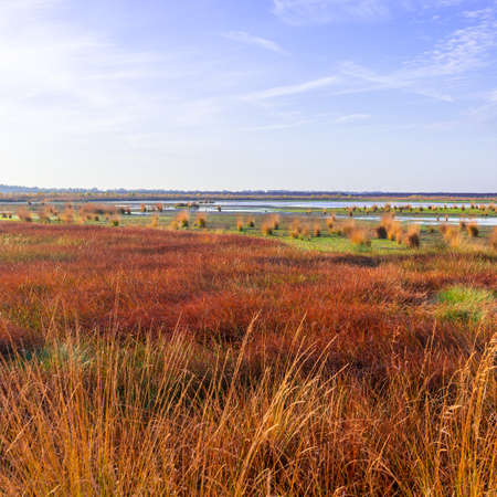 the moorland in the autumnの写真素材