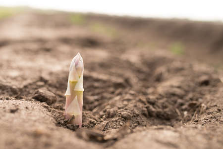 asparagusの写真素材