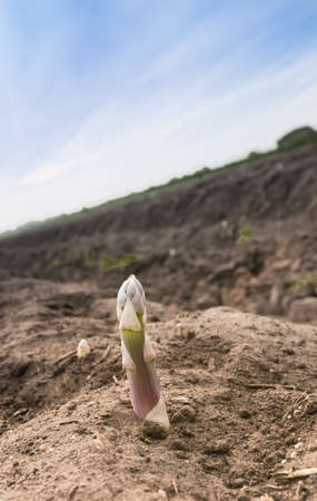 asparagusの写真素材