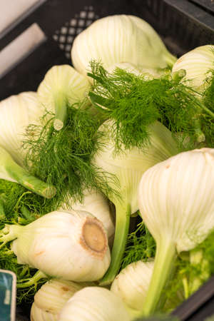 Fennelの写真素材