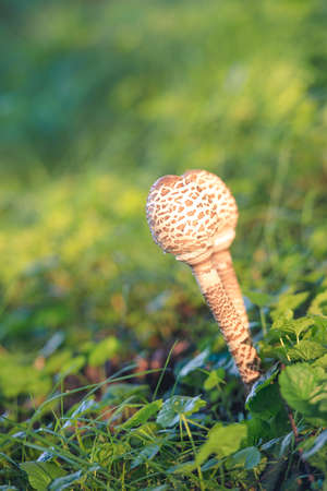 The parasol mushroomの写真素材