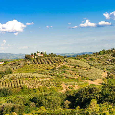 vineyards in Tuscanyの写真素材