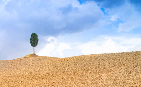 Fields in Tuscanyの写真素材