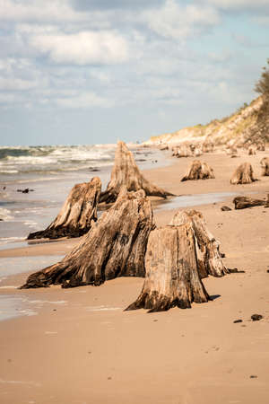 lost forestの写真素材