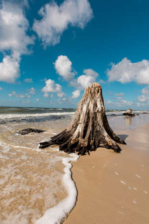 lost forestの写真素材