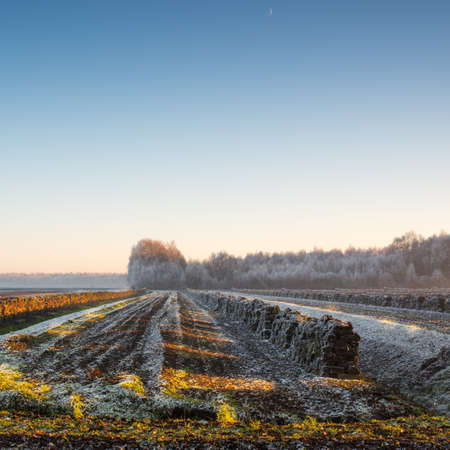 turbaryの写真素材