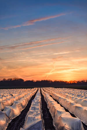 asparagus fieldsの写真素材