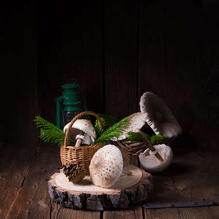 parasol mushroom (Macrolepiota procera or Lepiota procera)の写真素材
