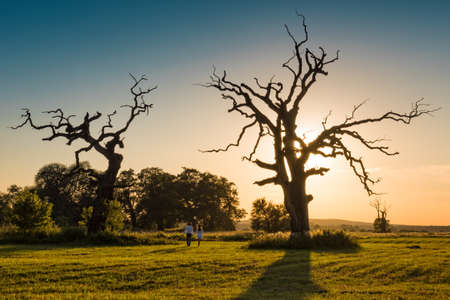 The Old Oaksの写真素材