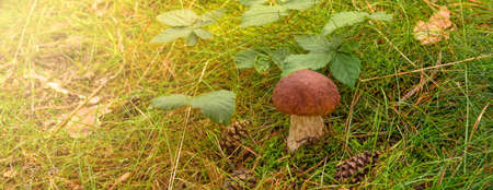 Boletus edulis ( penny bun)の写真素材