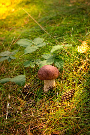 Boletus edulis ( penny bun)の写真素材