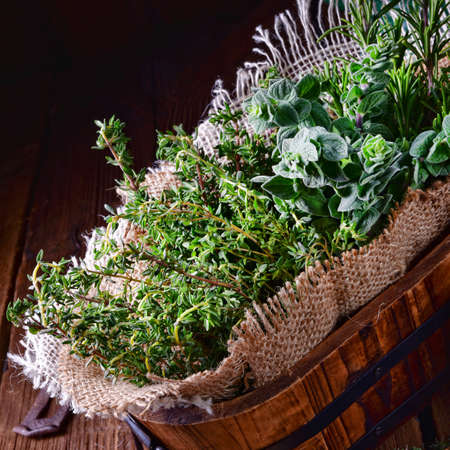 Herbal collection of: thyme,oregano, rosemaryの写真素材