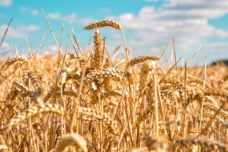 ripe cereals on the big field just before harvesting