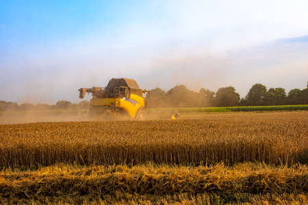 big combine harvester threshing in the sunset.