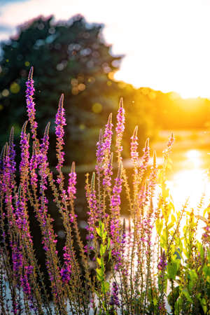 Beauty summery sunset on the Hunte river