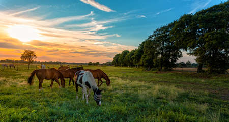 grazing horses in autumn on a horse pasture