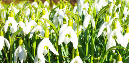 little snowdrop in the spring sun