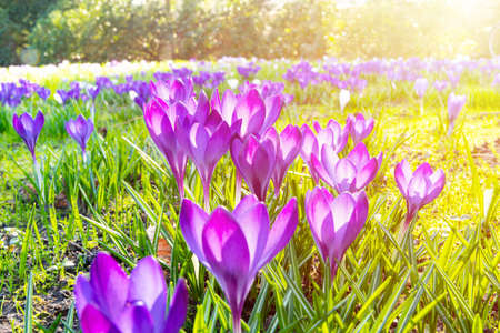 First beautiful spring flowers in the parkの写真素材