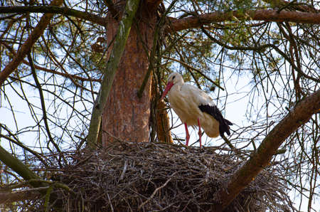 Storks sitting on the nest and flyingの写真素材