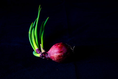 Red onions with green stemsの写真素材